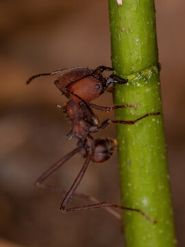 Atta Leaf-cutter Ant