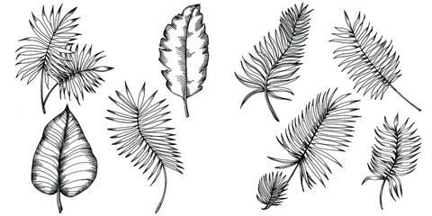 Vector Exotic tropical hawaiian summer. Palm beach tree jungle botanical leaves. Black and white engraved ink art. Leaf plant botanical garden floral foliage. Isolated leaf illustration element.