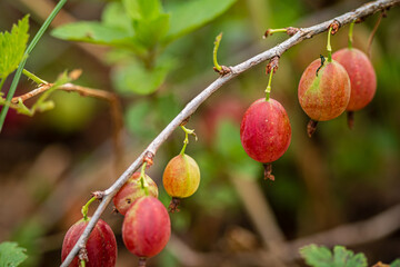Download Preview.Share.Add to Likebox.Gooseberry Fresh and Ripe Organic Gooseberries Growing