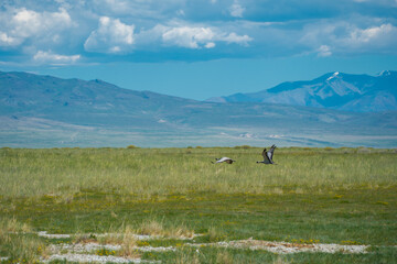 Cranes take off from a salt lake in the steppe against the backdrop of mountains