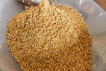 Abundance of fresh golden grains on the factory