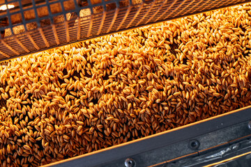 Golden wheat grains drying and getting antibacterial temperature treatment