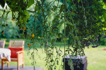 Fresh various herbs hanging and drying under tree in homes backyard, garden. Summer morning view....