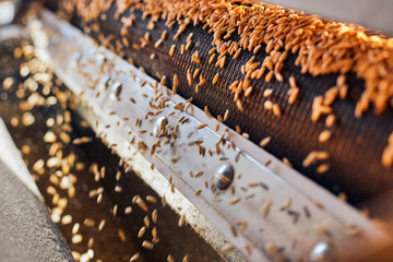 Machine drying and transporting wheat grains