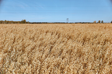 Wheat growing the field ready to pick up