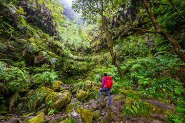 Levada do Caldeirão - hiking path in the forest in Levada do Caldeirao Verde Trail - tropical scenery on Madeira island, Portugal. - 447832259