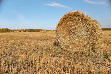 Bales of straw in the field