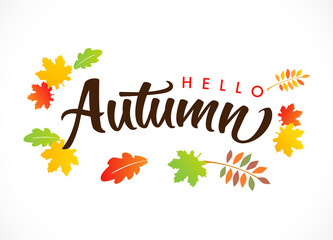Fototapeta na wymiar Hello Autumn vector illustration, calligraphy phrase decorated with beautiful bright leaves on light background. Design for greeting card, Sale or promotional poster, flyer, web banner