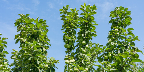 The tops of the columnar apple trees are strewn with green apples against the blue sky.
