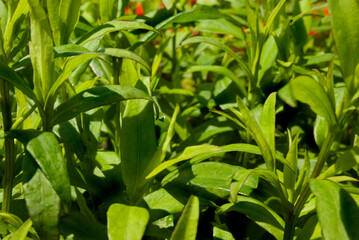 Bright green plants in sunny weather close-up