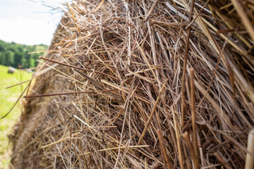 hay bales in the field