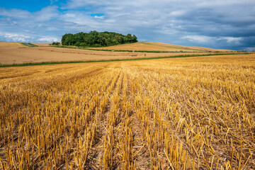 wheat field in the summer after harvest