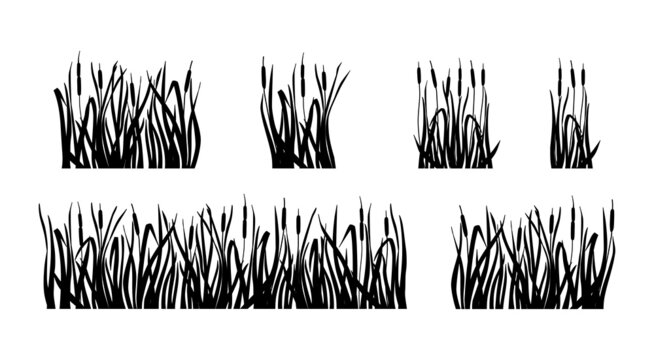 Marsh grass and reeds set. Silhouette of cattail isolated on white background. Vector illustration
