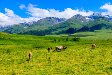 Fototapeta na wymiar Nalati Grassland natural scenery in Xinjiang,China.