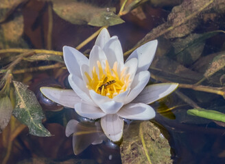 Water Lily on a River on a Sunny Summer Day