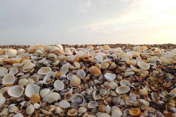 Beautiful seashell beach at sunset by the sea