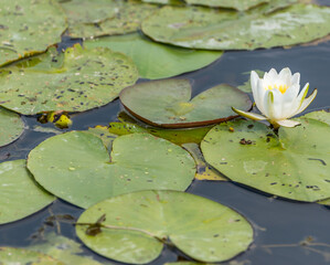 Water Lily on a River on a Sunny Summer Day