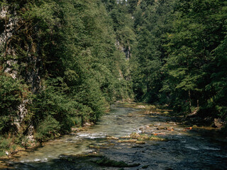 mountain river in the forest