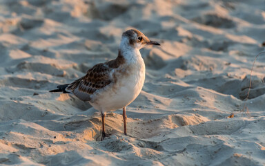 Young Black Headed Seagull on a Beach at Sunset