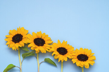 Beautiful fresh sunflowers with leaves on blue background. Flat lay, top view. Copy space. Summer concept, harvest time, agriculture. Sunflower natural background.