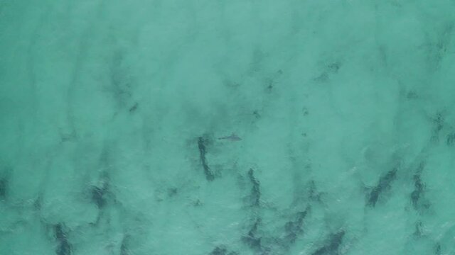 4k Drone shot of a dangerous big shark swimming looking for food in the shallow ocean water at Byron Bay, Australia. Shark hunting in the sea.