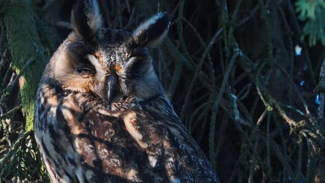 Fluffy Long Eared Owl Perched On Branch. Close Up, Head Portrait, Locked Off. Slow Motion
