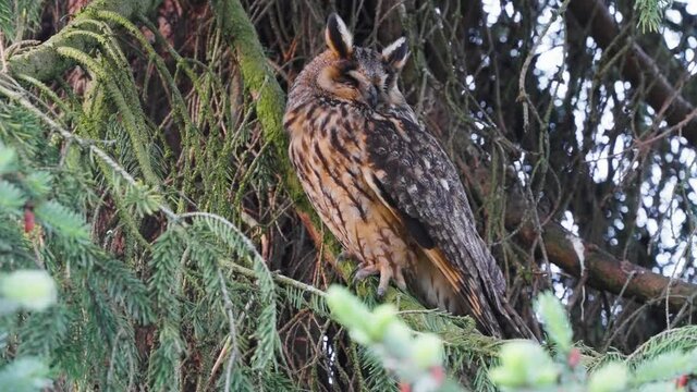 Full Body View Of Long Eared Owl mother Perched On Branch. Locked Off, Establishing Shot