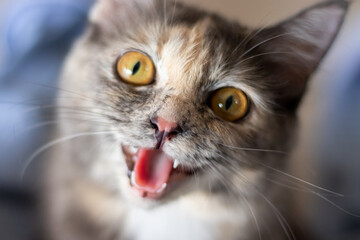 Beautiful tri colored cat meowing