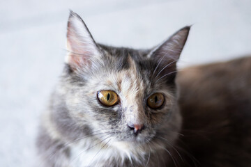 Beautiful tri colored cat