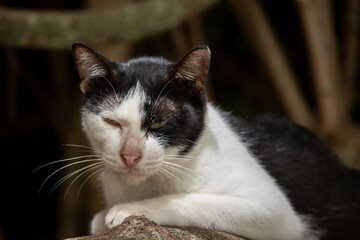 A cute cat lying on the floor