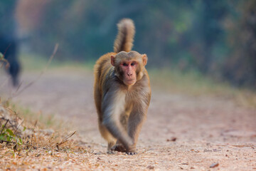 rhesus macaque (Macaca mulatta) walking in on the path inside Bharatpur Bird Sanctuary, Rajasthan, India