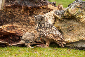 A six week old owl chick eagle owl with its mother. A piece of bloody meat from the prey lies on the ground