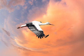White stork flying in a dramatic orange, blue sky. With large spread wings. Detailed bird