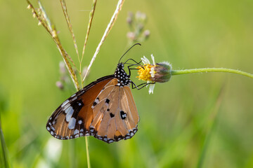 Beautiful butterfly on flowers