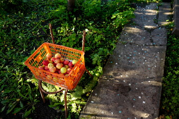 Harvesting apples. Apple saved. Apples in an orange plastic box on an old chair.