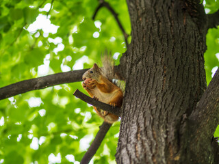 The squirrel with nut sits on a branches in the spring or summer.