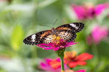 Fototapeta na wymiar Beautiful butterfly on pink flowers