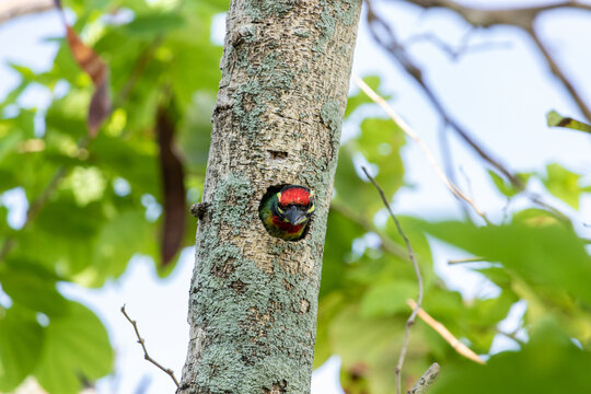 Coppersmith barbet in tree hollow