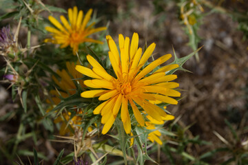 Flor silvestre de color amarilla de cardo amarillo o cardo de olla