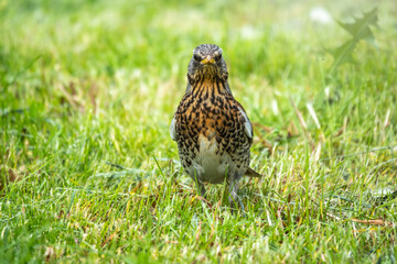 Wood bird Fieldfare, Turdus pilaris, on a sprng lawn.