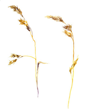 Dry  Yellow Grass Watercolor Isolated On White Background Set For All Prints.