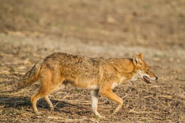 Naklejka na ściany i meble Golden Jackal sideview walking in forest patch in Bharatpur Bird Sanctuary, India