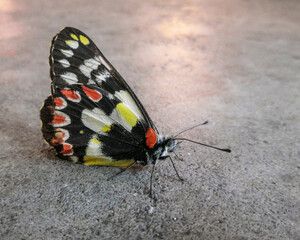 a close up of a butterfly