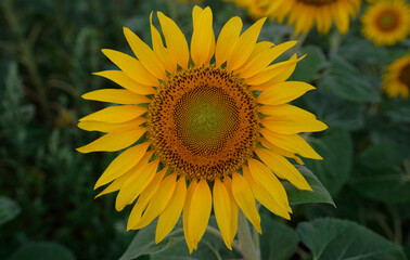 Sonnenblume - Helianthus annuus