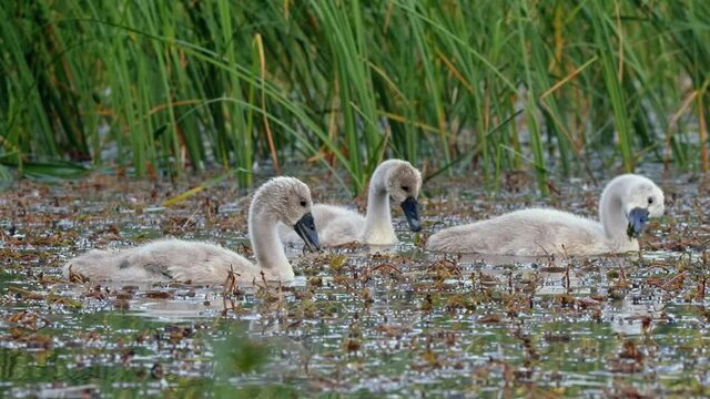 Mute swan (Cygnus olor) family foraging for food in water, cygnet birds feeding in the lake