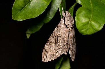 Close Up of Grey Hawk Moth at Night