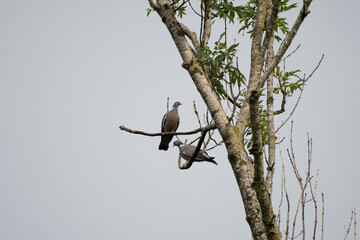 Les tourterelle turque (Streptopelia decaocto)