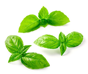 Set of basil leaves isolated. Basil leaf on white background. Fresh basil.