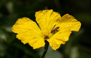 Close Up of a Bee Pollinating a Squash Flower 