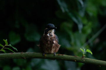 Jeune martin-pêcheur (Alcedo atthis) 9